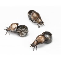 Dung Beetle Dung Beetle