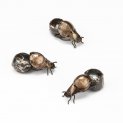Dung Beetle