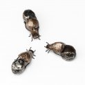 Dung Beetle