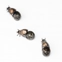 Dung Beetle
