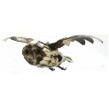Flying Barn Owl