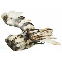 Flying Barn Owl Flying Barn Owl