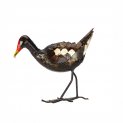 Moorhen