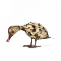 Baby Goose
