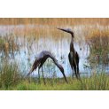Baby Heron