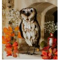 Barn Owl