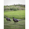 Pheasant