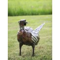 Pheasant