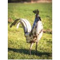 Cockerel