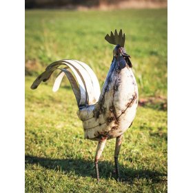 Cockerel