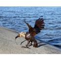 Fish Eagle