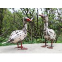 Baby Goose
