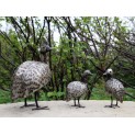 Guinea Fowl Family