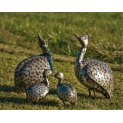 Guinea Fowl Family
