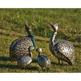 Guinea Fowl Family