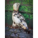 Hen