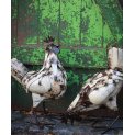 Hen