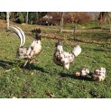 Cockerel, Hen & 3 Chicks