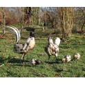 Cockerel, Hen & 3 Chicks