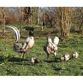 Cockerel, Hen & 3 Chicks