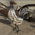 Cockerel