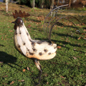 Cockerel