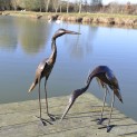 Baby Heron