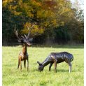 Doe