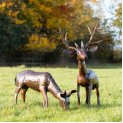 Doe