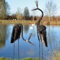Goliath Crowned Crane