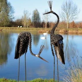 Goliath Crowned Crane