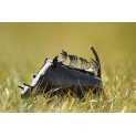 Hoglet