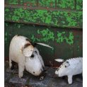 Pig Family