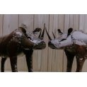 Rhino