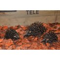 Hedgehog Family