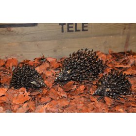 Hedgehog Family