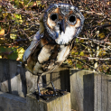 Barn Owl