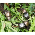 Dung Beetle