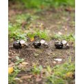 Dung Beetle