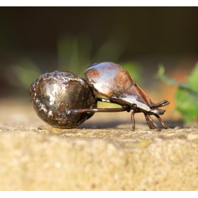 Dung Beetle