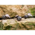 Dung Beetle