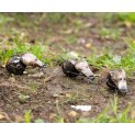 Dung Beetle