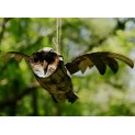 Flying Barn Owl