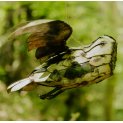 Flying Barn Owl