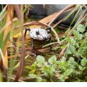 Silver Frog