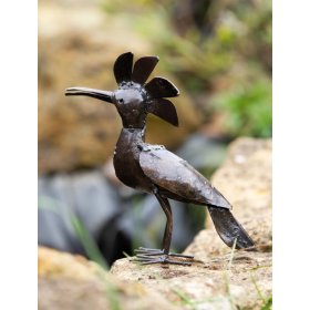 Hoopoe bird