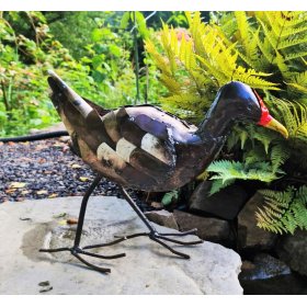 Moorhen