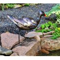 Moorhen