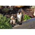 Mother and Baby Penguin