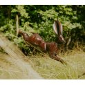 Running Hare